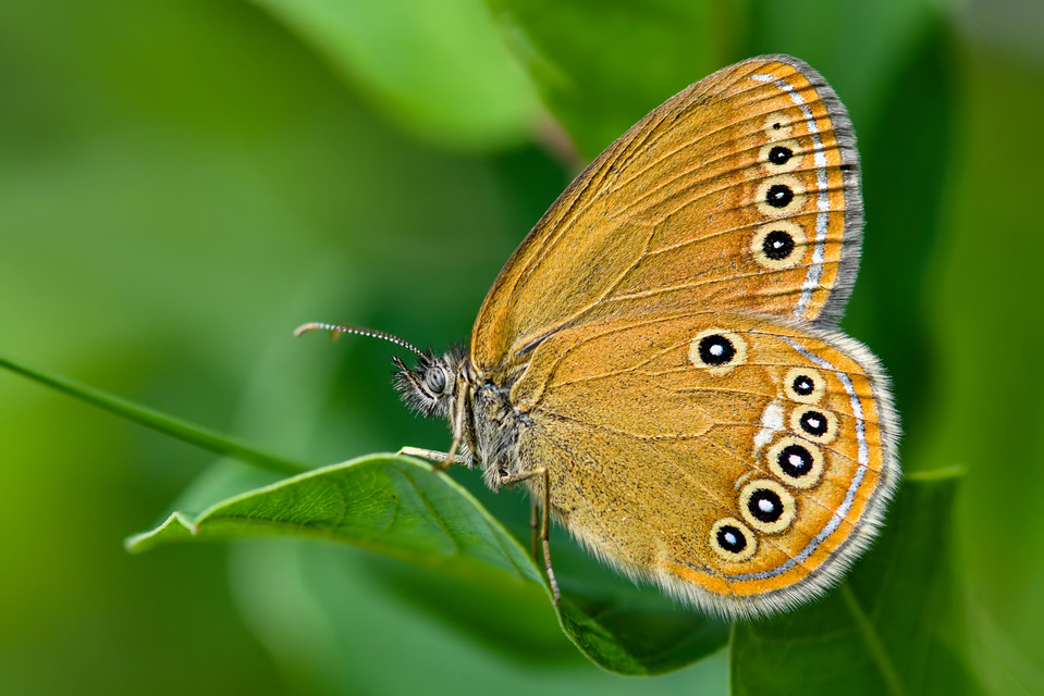 Coenonympha oedippus - ezüstsávos szénalepke