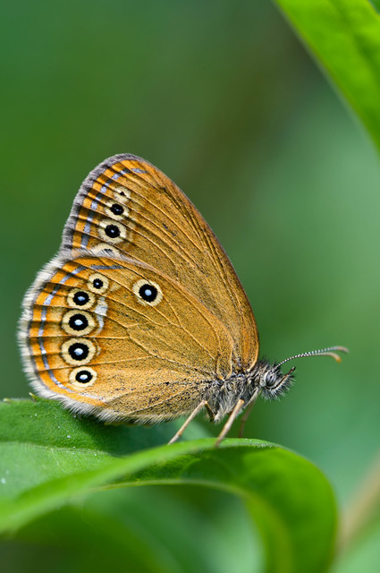 Coenonympha oedippus - ezüstsávos szénalepke