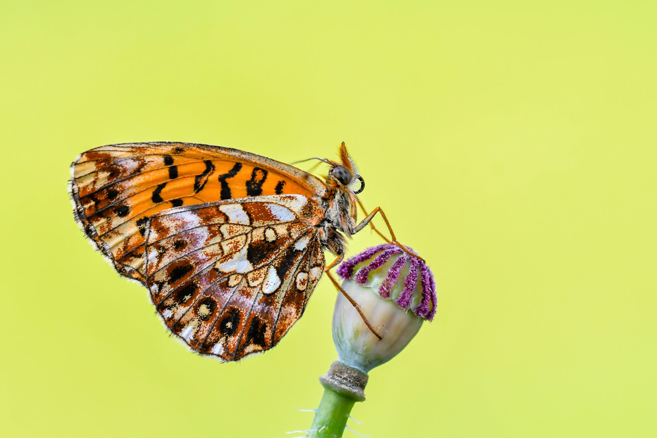 Boloria dia - kis gyöngyházlepke