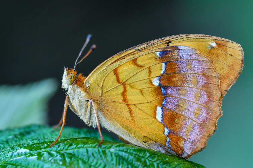 Argynnis laodice - keleti gyöngyházlepke