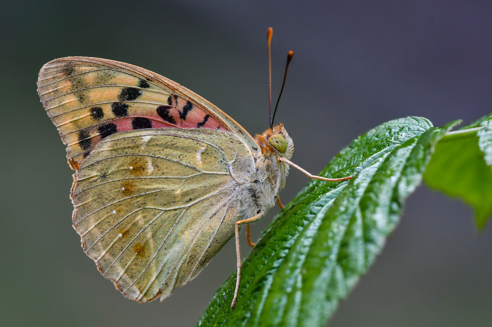 Argynnis pandora - zöldes gyöngyházlepke