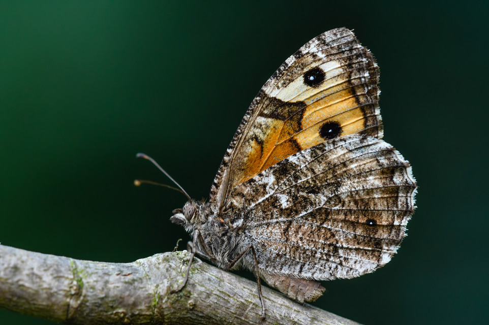 Hipparchia semele - barna szemeslepke