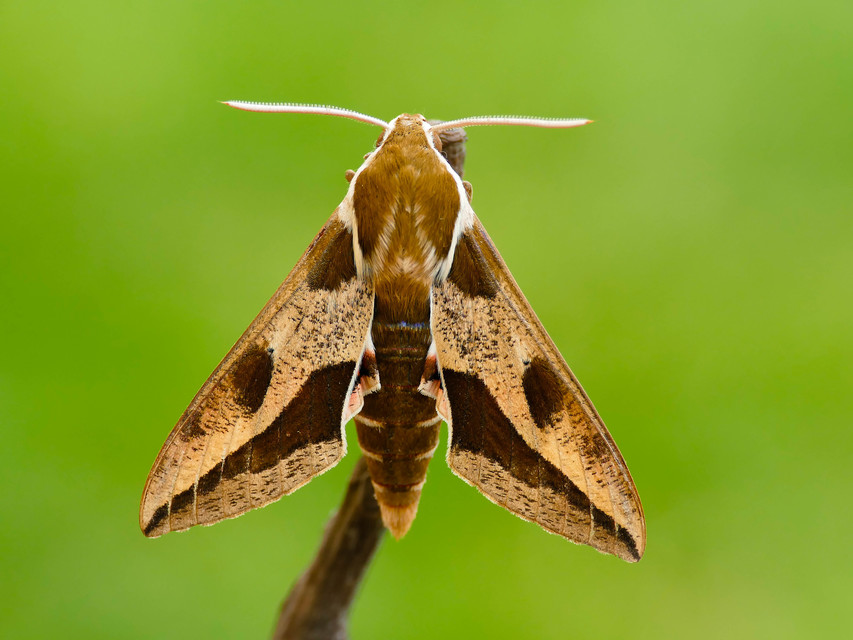 Hyles euphorbiae - kutyatejszender