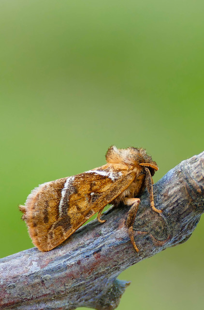 Triodia sylvina - kis gyökérrágólepke