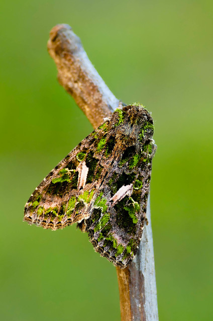 Trachea atriplicis - nyári zöldbagoly