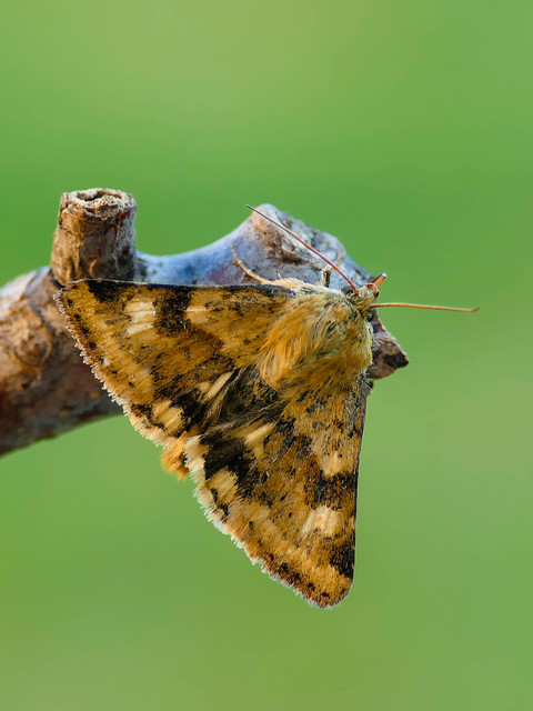 Heliothis viriplaca - mácsonyabagoly