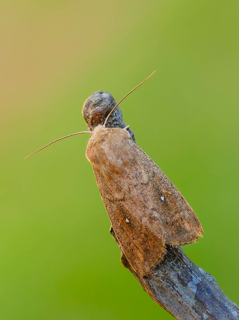 Mythimna albipuncta - fehérpettyes rétibagoly