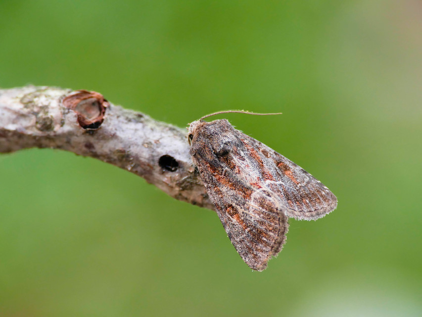 Thalpophila matura - fakó erdeibagoly