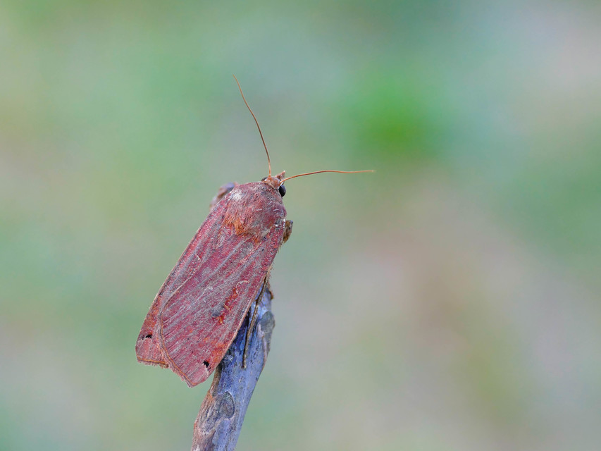 Noctua pronuba - nagy sárgafűbagoly