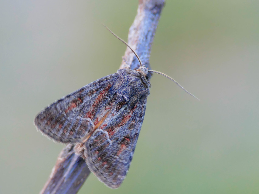 Thalpophila matura - fakó erdeibagoly