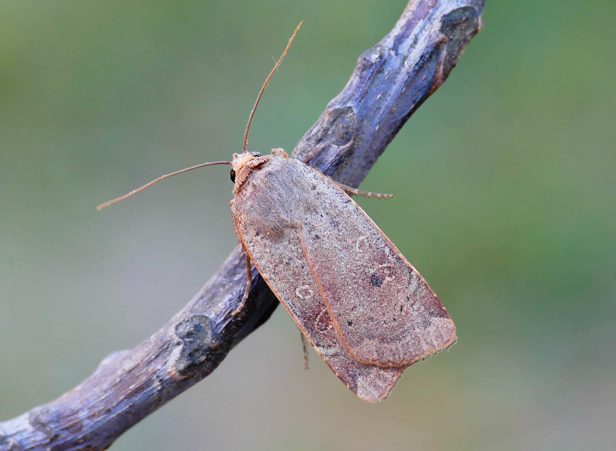 Noctua comes - kis sárgafűbagoly