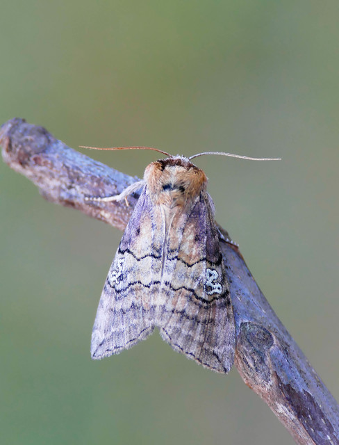 Tethea ocularis - pápaszemes pihésszövő