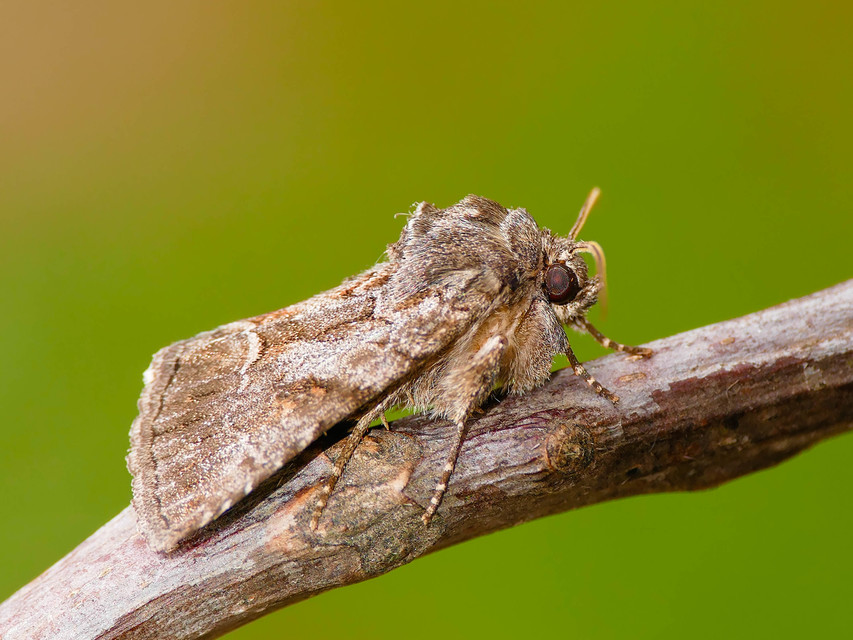 Thalpophila matura - fakó erdeibagoly