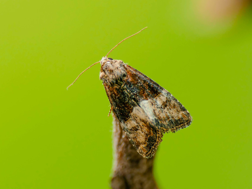 Mesoligia furuncula - kétszínű dudvabagoly