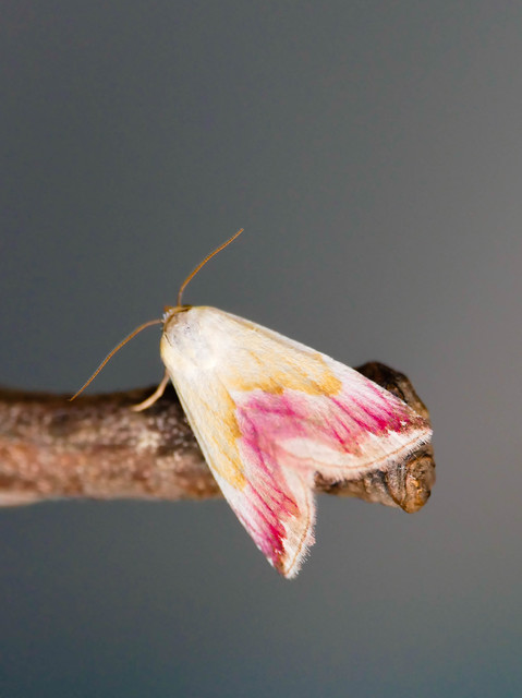 Eublemma purpurina - bíboros törpebagoly