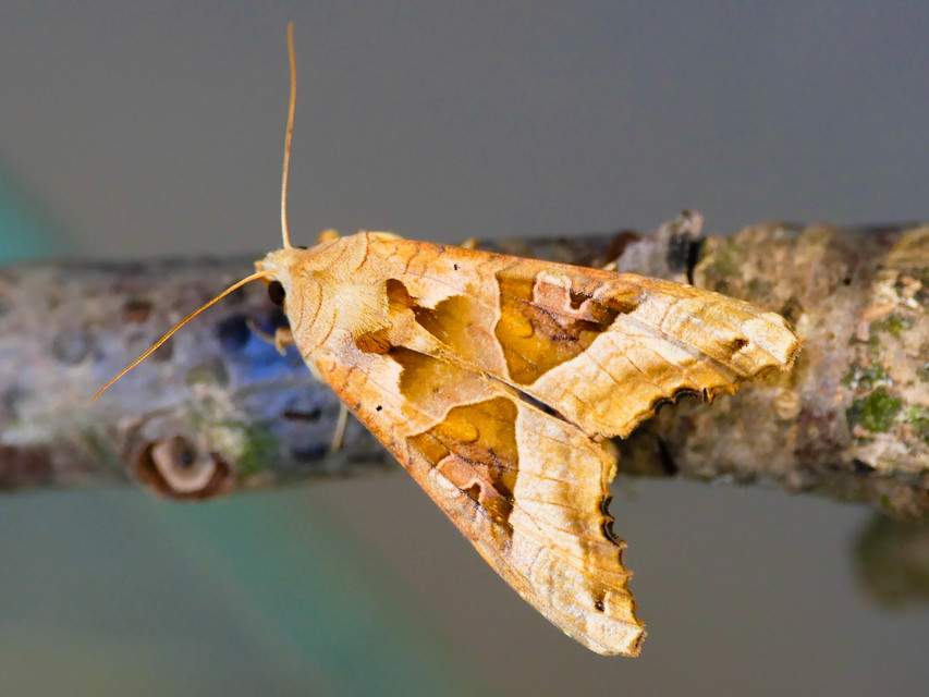 Phlogophora meticulosa - vándorló csipkésbagoly