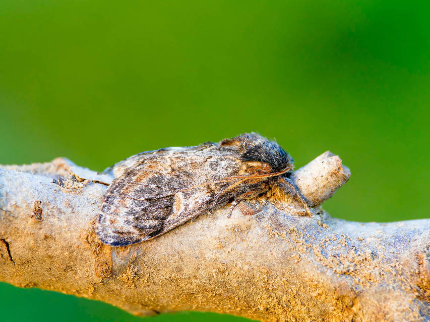 Notodonta tritophus - tarajos púposszövő