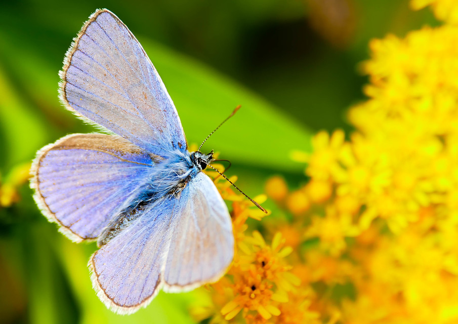 Polyommatus icarus - közönséges boglárka