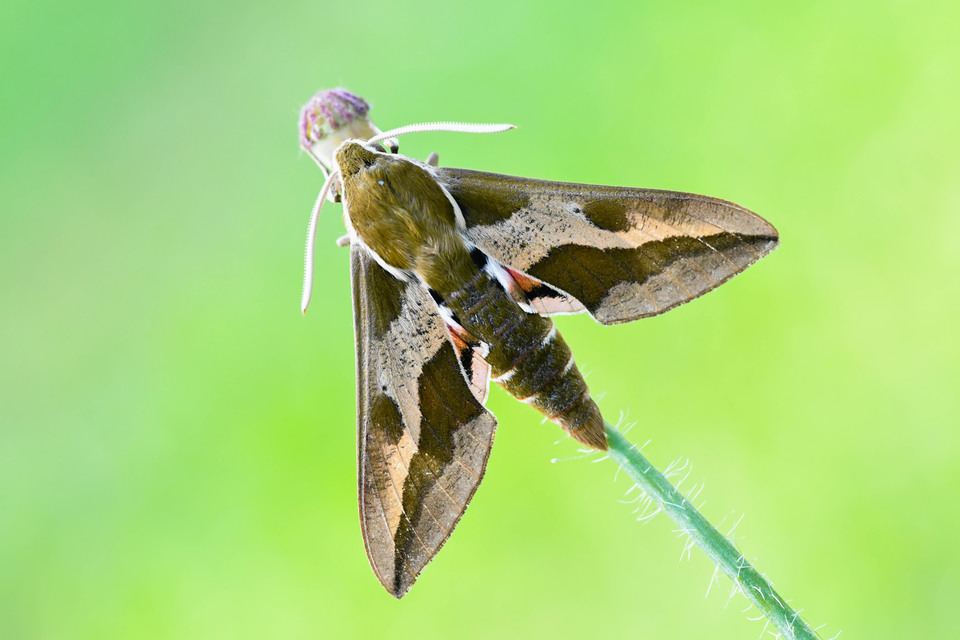 Hyles euphorbiae - kutyatejszender