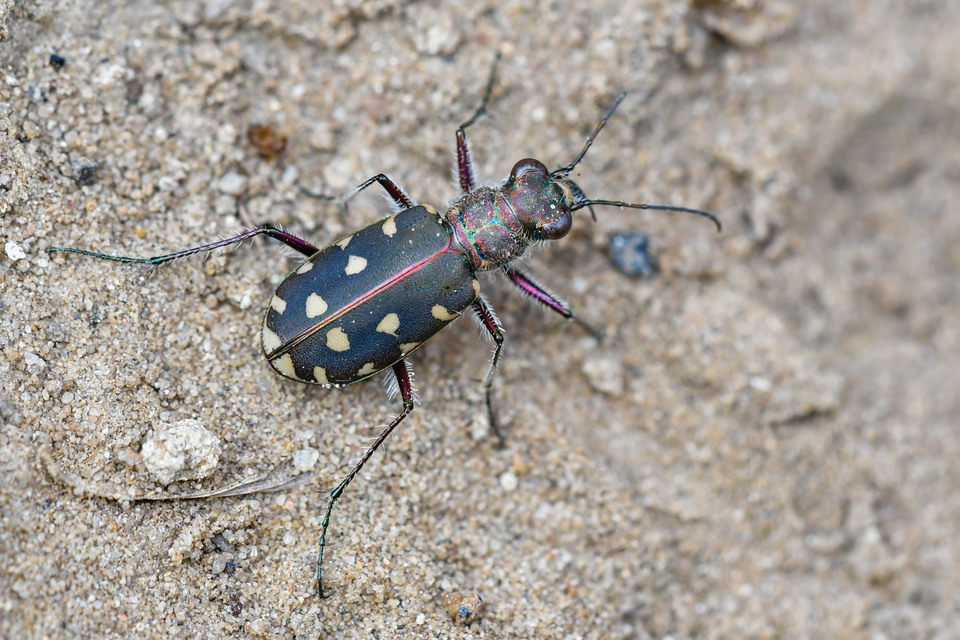 Calomera littoralis nemoralis - sziki homokfutrinka