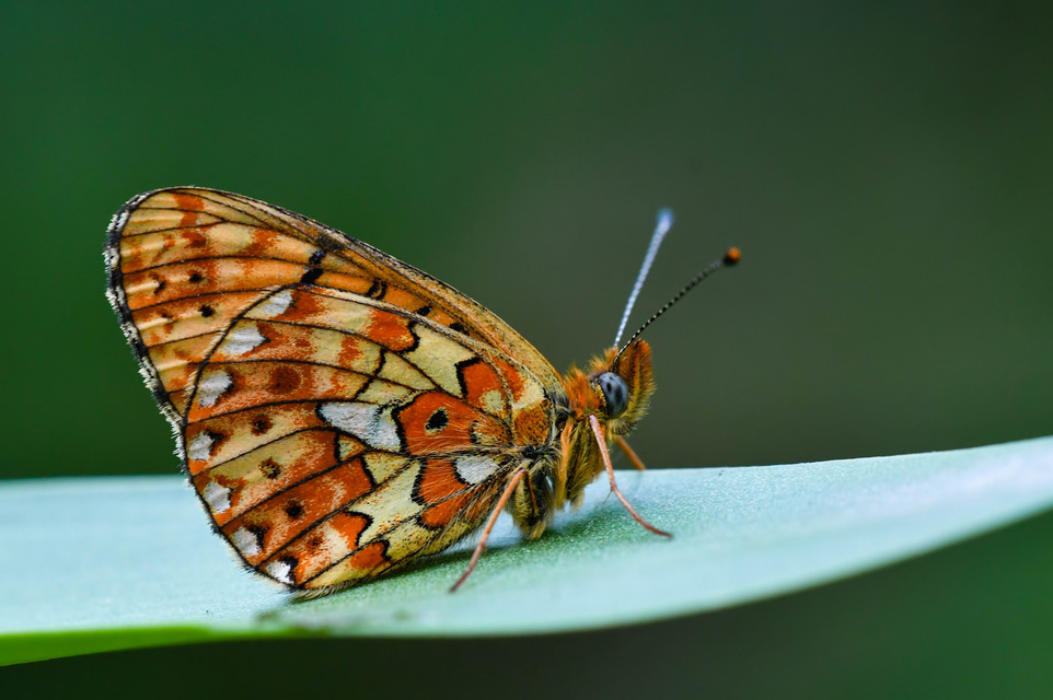 Boloria euphrosyne - árvácska-gyöngyházlepke