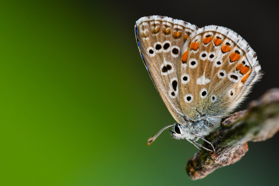 Polyommatus bellargus - égszínű boglárka