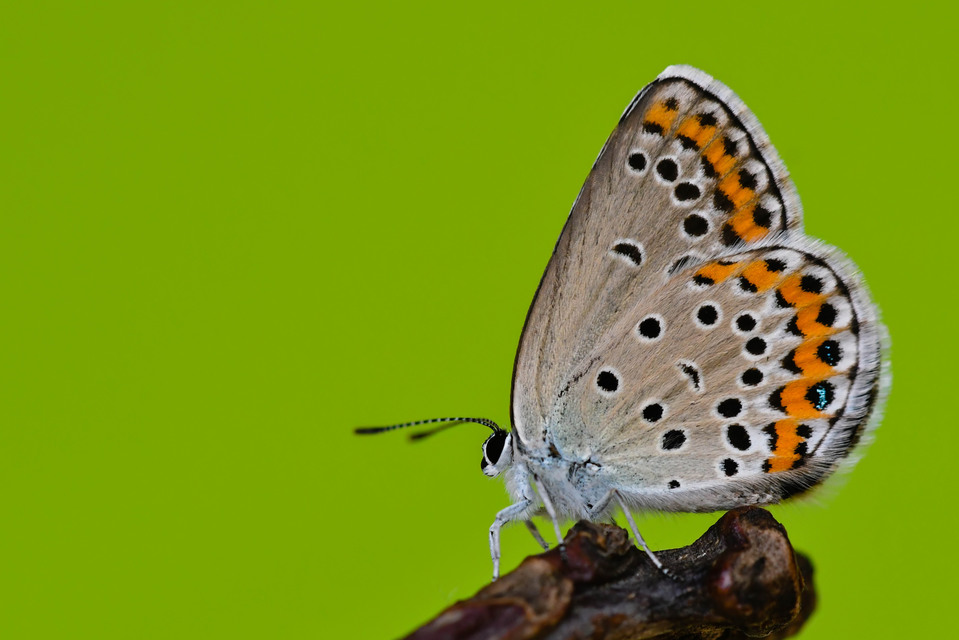 Plebejus argyrognomon - tintakék boglárka