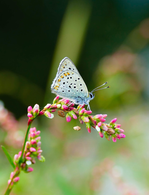 Lycaena tityrus - barna tűzlepke