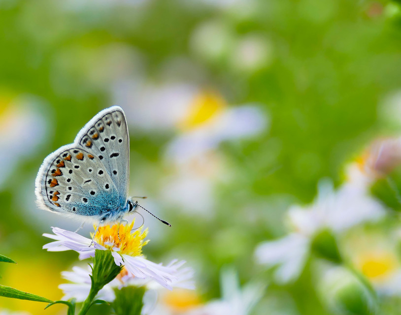 Polyommatus icarus - közönséges boglárka