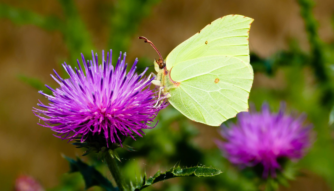 Gonepteryx rhamni - citromlepke