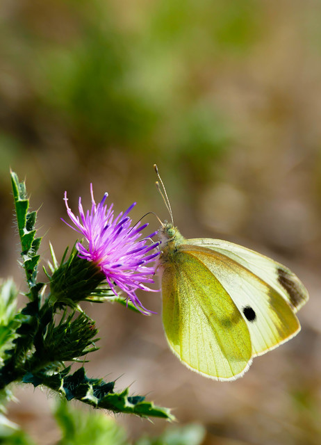 Pieris rapae - répalepke