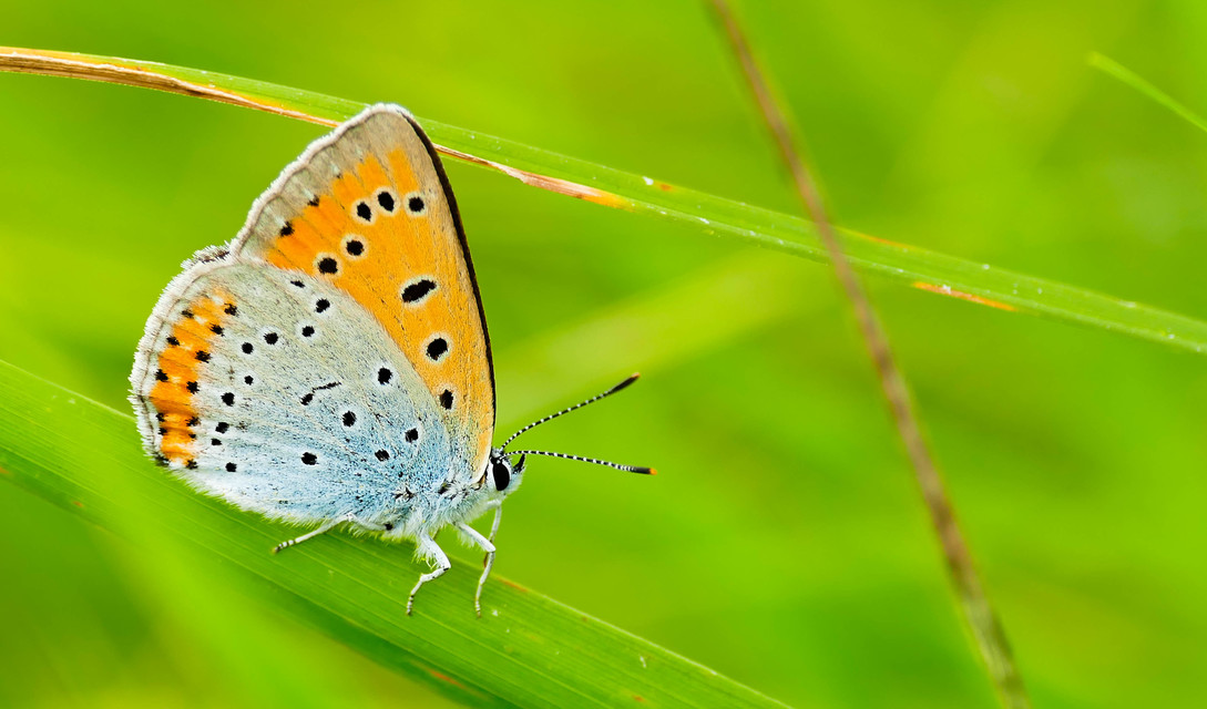 Lycaena dispar rutilus - nagy tűzlepke