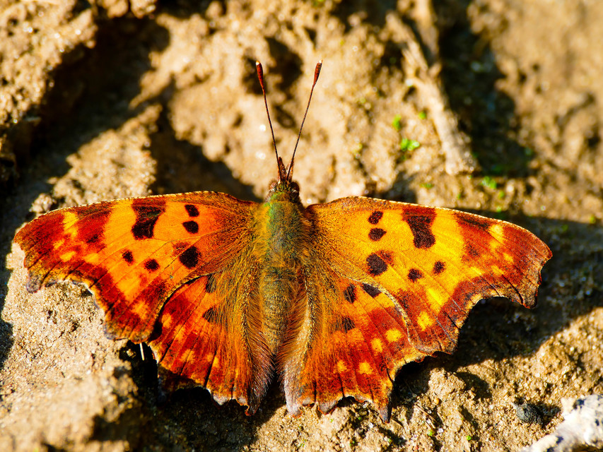 Nymphalis c-album - C-betűs lepke