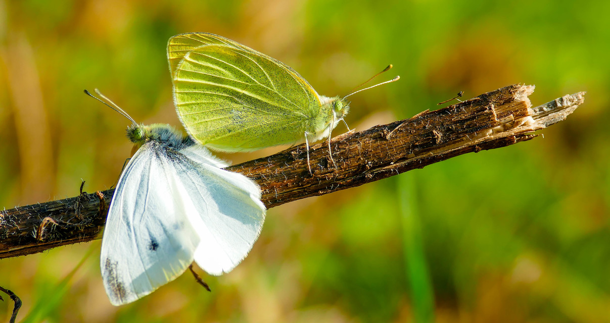 Pieris rapae - répalepke