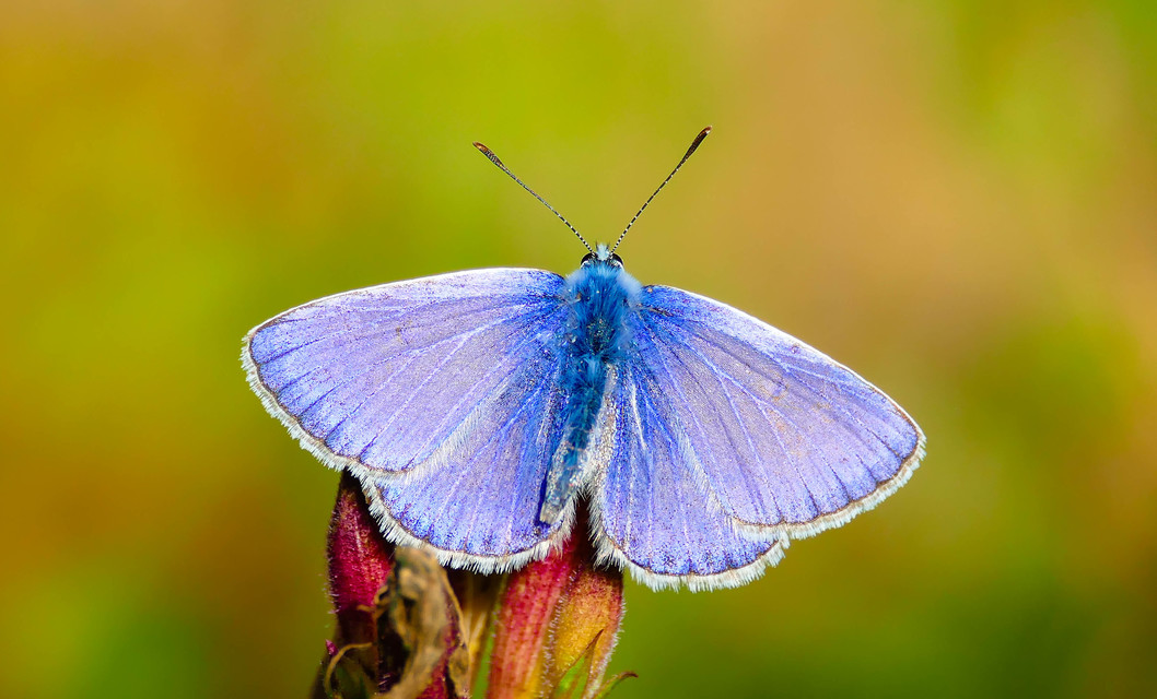 Polyommatus icarus - közönséges boglárka