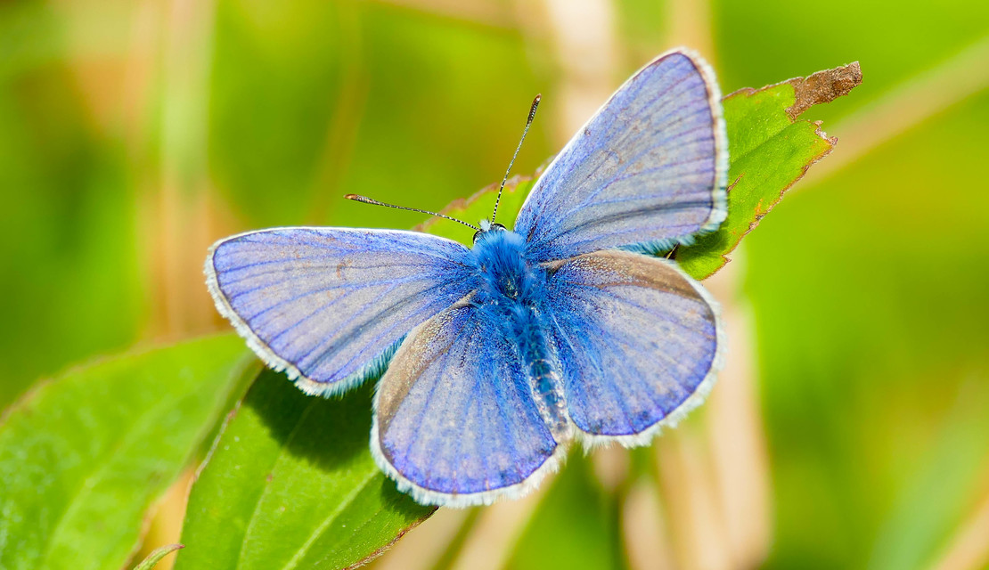 Polyommatus icarus - közönséges boglárka