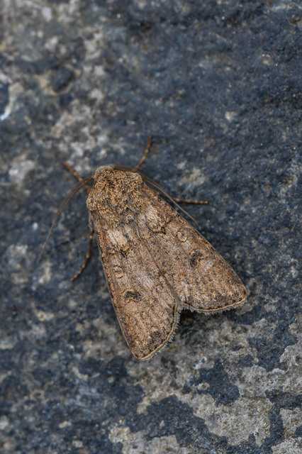 Agrotis segetum - vetési földibagoly