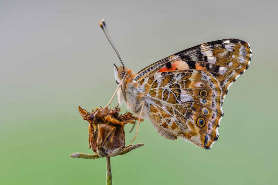 Vanessa cardui - bogáncslepke
