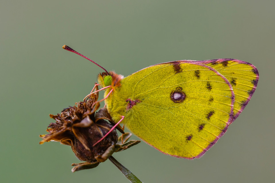 Colias hyale - kéneslepke