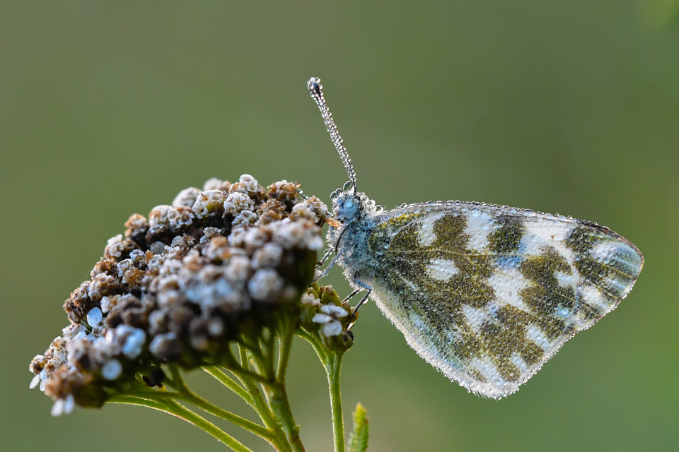 Pontia edusa - rezedalepke