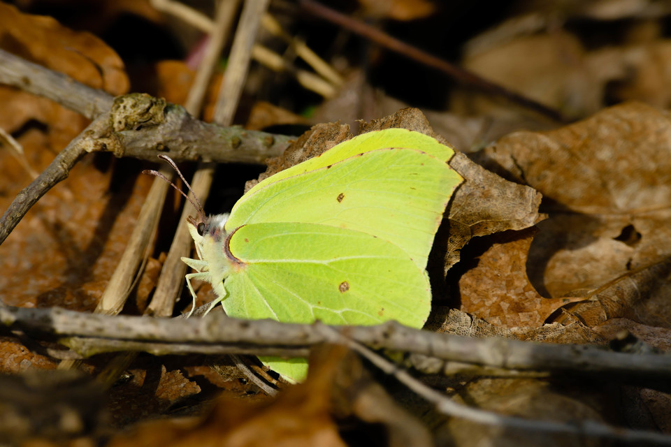 Gonepteryx rhamni - citromlepke