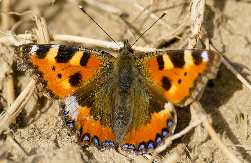 Nymphalis urticae - kis rókalepke