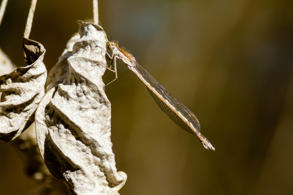 Sympecma fusca - téli rablószitakötő