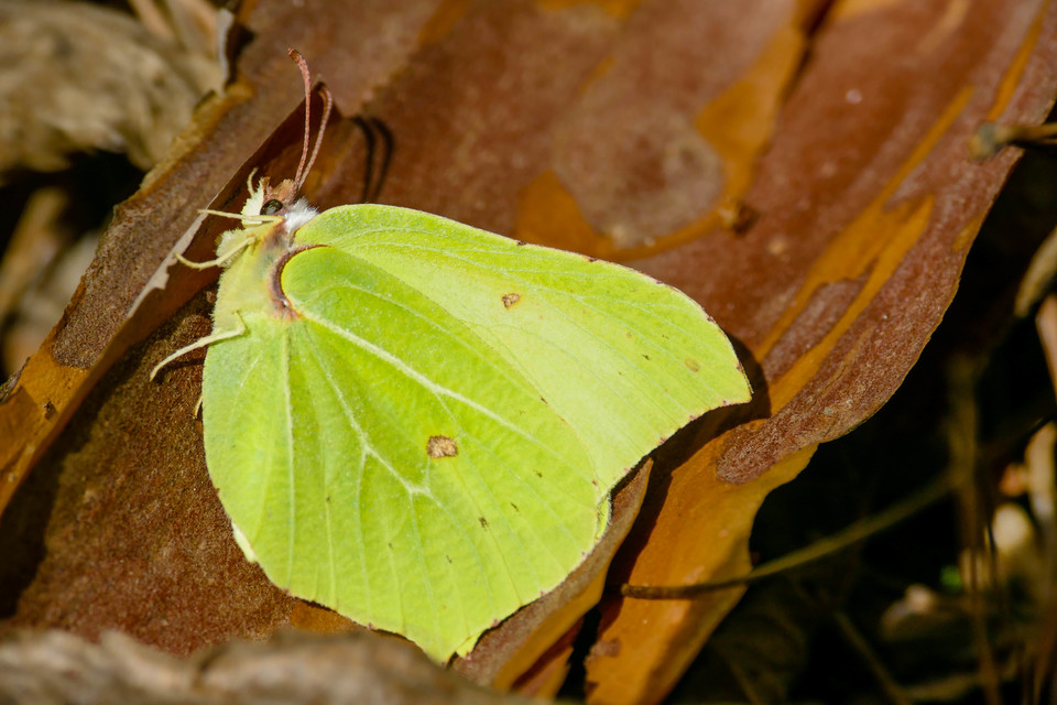Gonepteryx rhamni - citromlepke