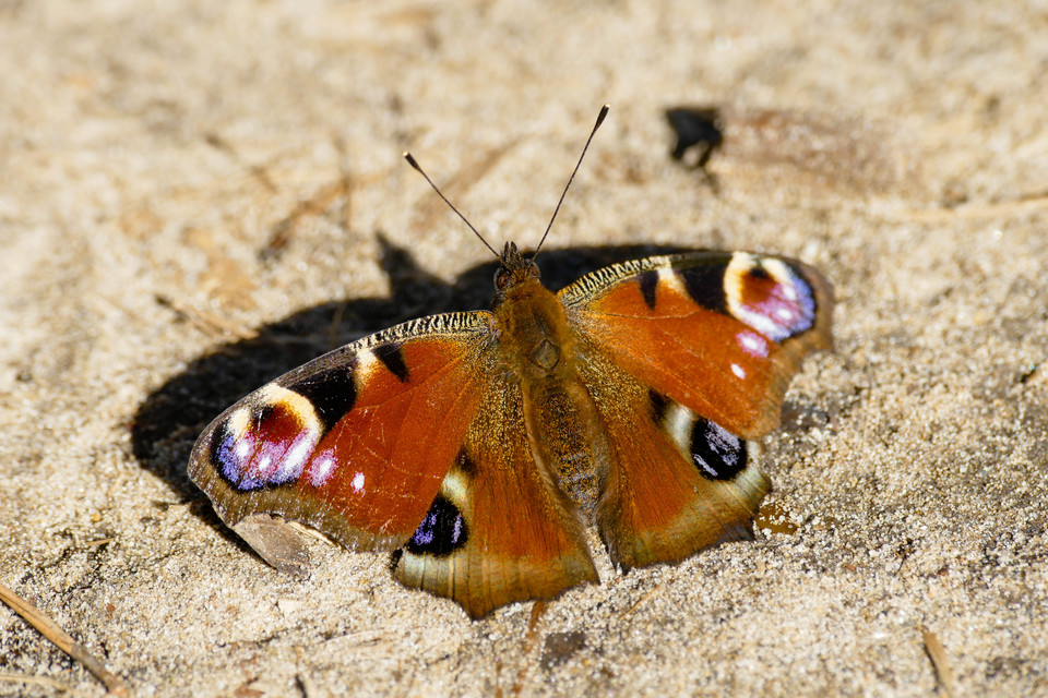 Nymphalis io - nappali pávaszem