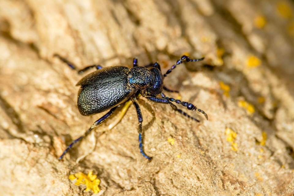 Meloe proscarabaeus - közönséges nünüke