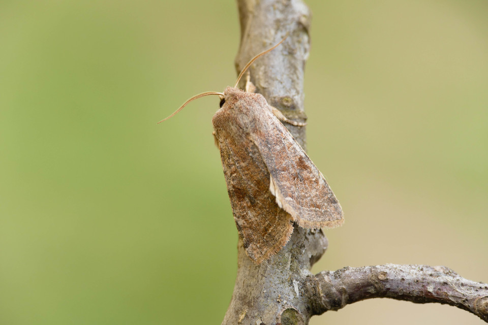 Orthosia incerta - változékony barkabagoly