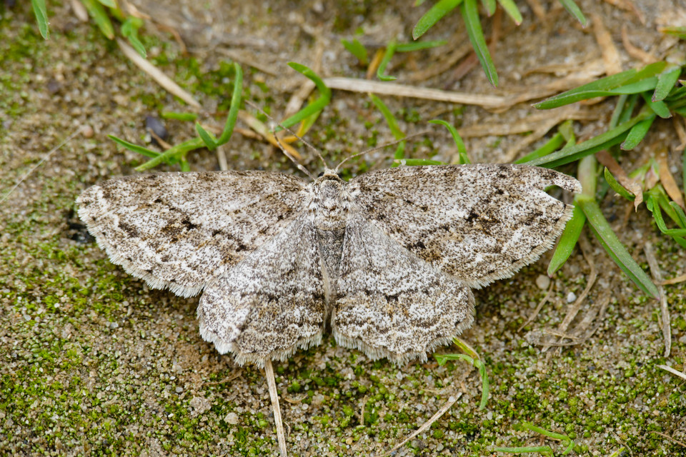 Ectropis crepuscularia - avararaszoló