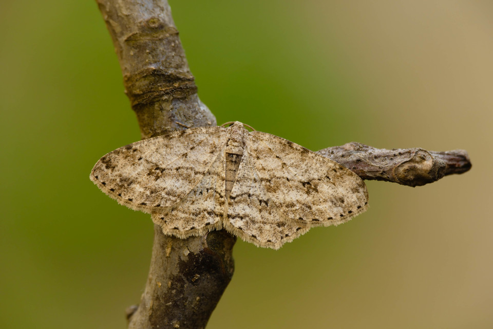 Ectropis crepuscularia - avararaszoló