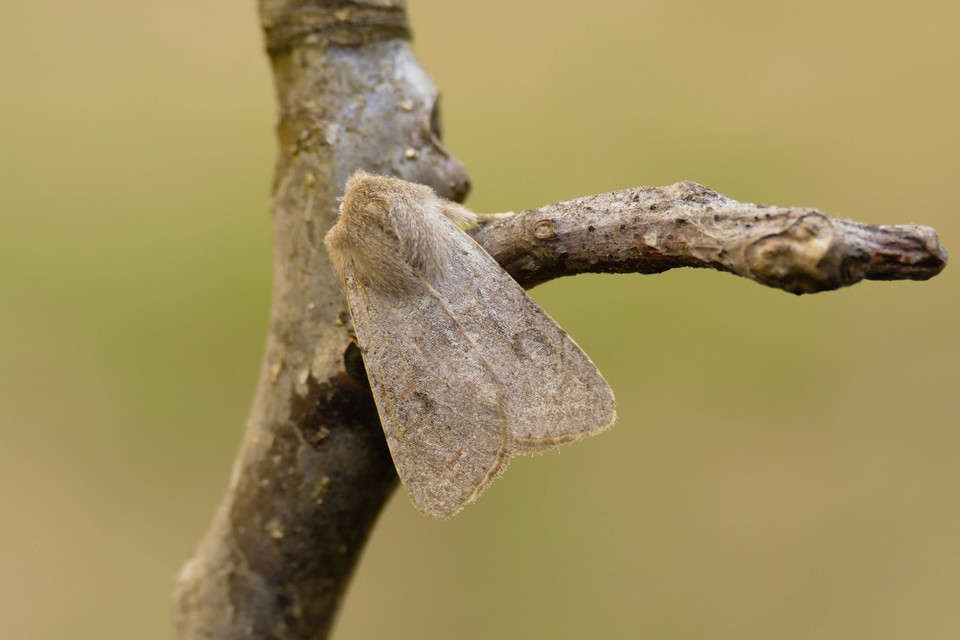 Orthosia cruda - kis barkabagoly